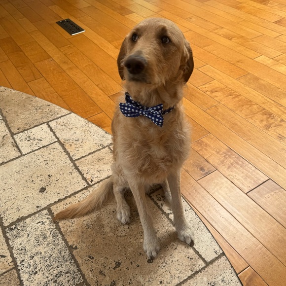 Meet your Posher, Clare - Picture 3 of 12